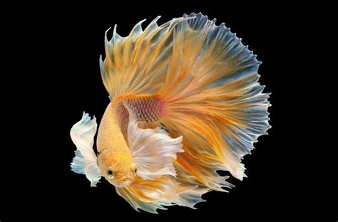 Siamese fighting fish .